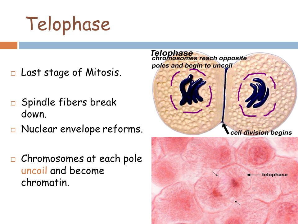 Telophase  Last stage of Mitosis.  Spindle fibers break down.