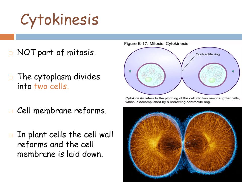 Cytokinesis  NOT part of mitosis.  The cytoplasm divides into two cells.