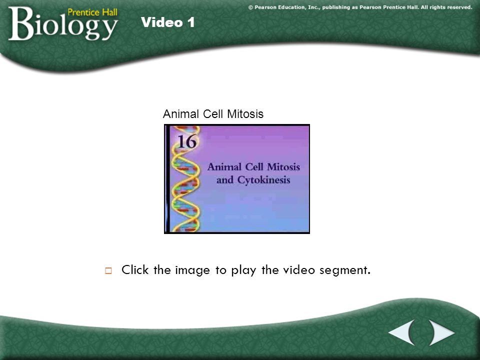 Video 1  Click the image to play the video segment. Video 1 Animal Cell Mitosis
