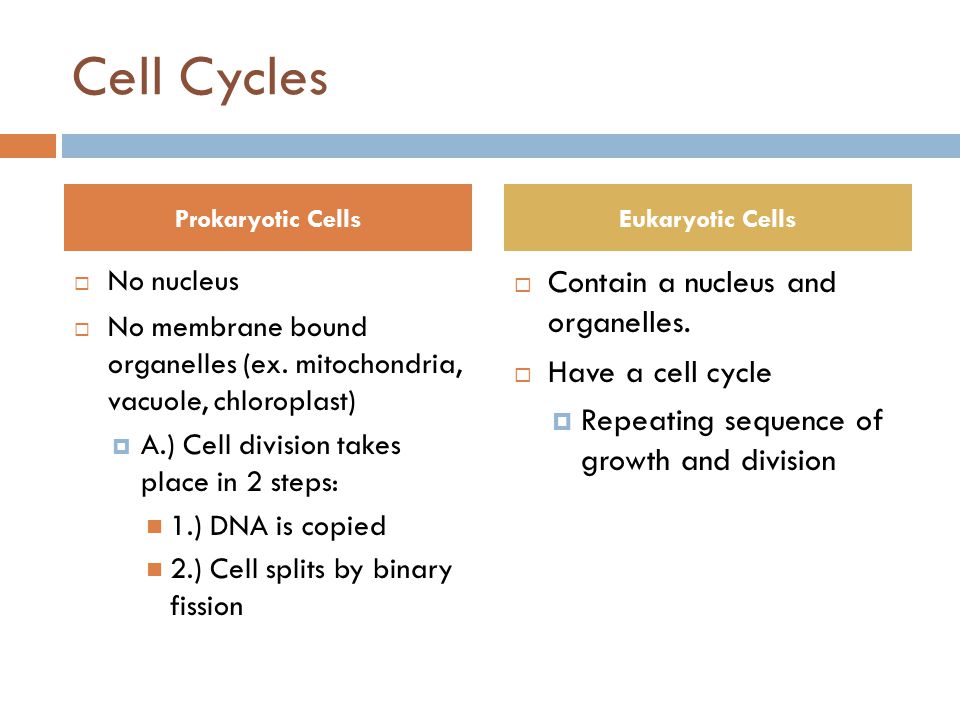 Cell Cycles  No nucleus  No membrane bound organelles (ex.