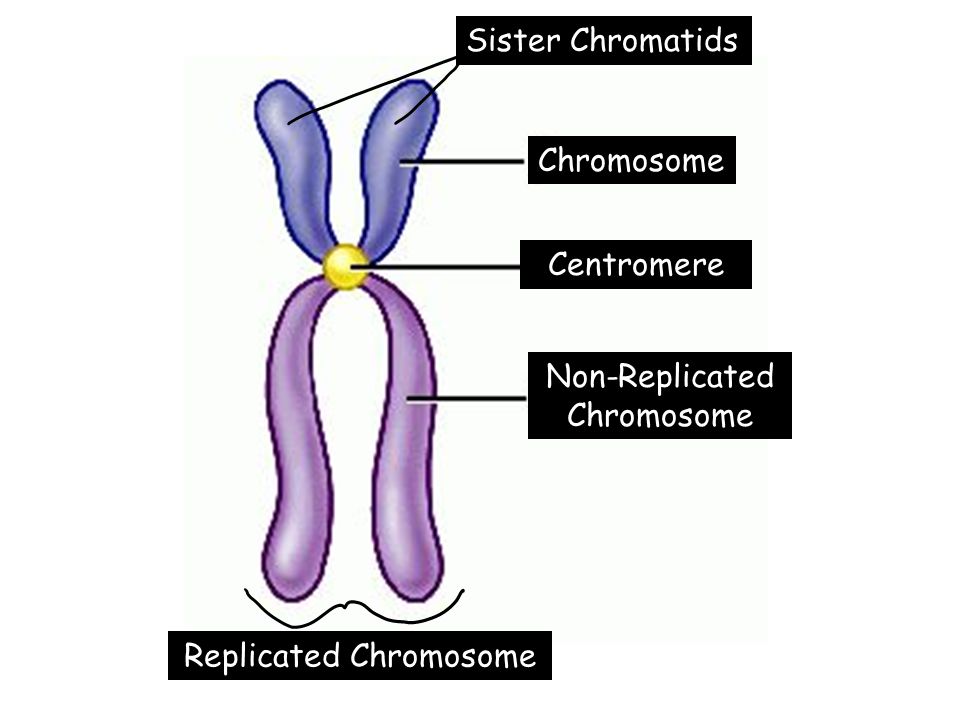 Sister Chromatids Replicated Chromosome Centromere Non-Replicated Chromosome Chromosome