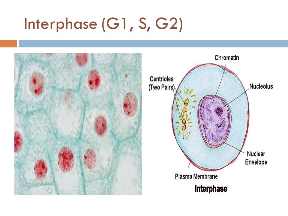 Interphase (G1, S, G2)