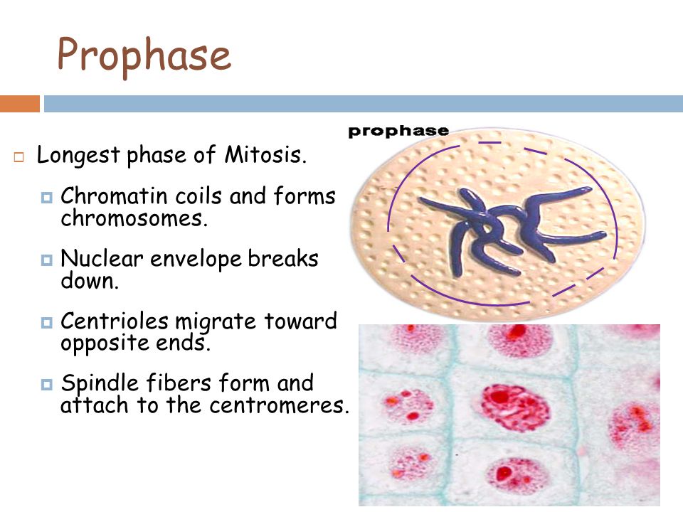 Prophase  Longest phase of Mitosis.  Chromatin coils and forms chromosomes.