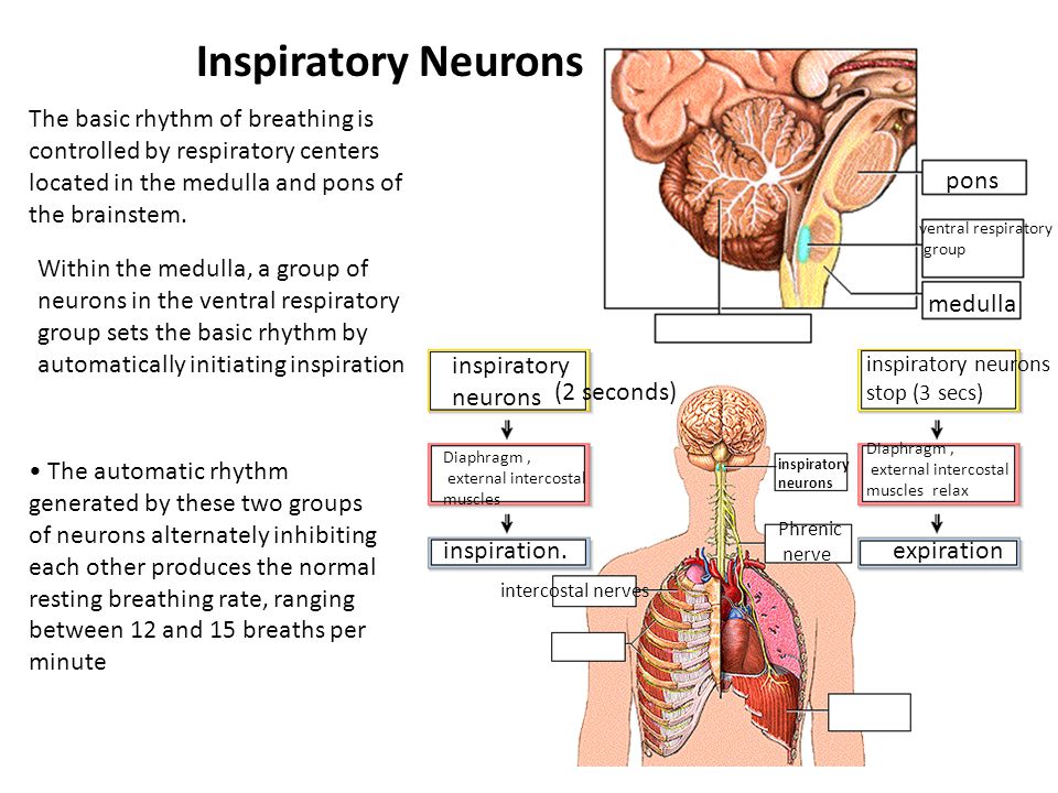 Inspiratory Neurons medulla pons ventral respiratory group The basic rhythm of breathing is controlled by respiratory centers located in the medulla and pons of the brainstem.