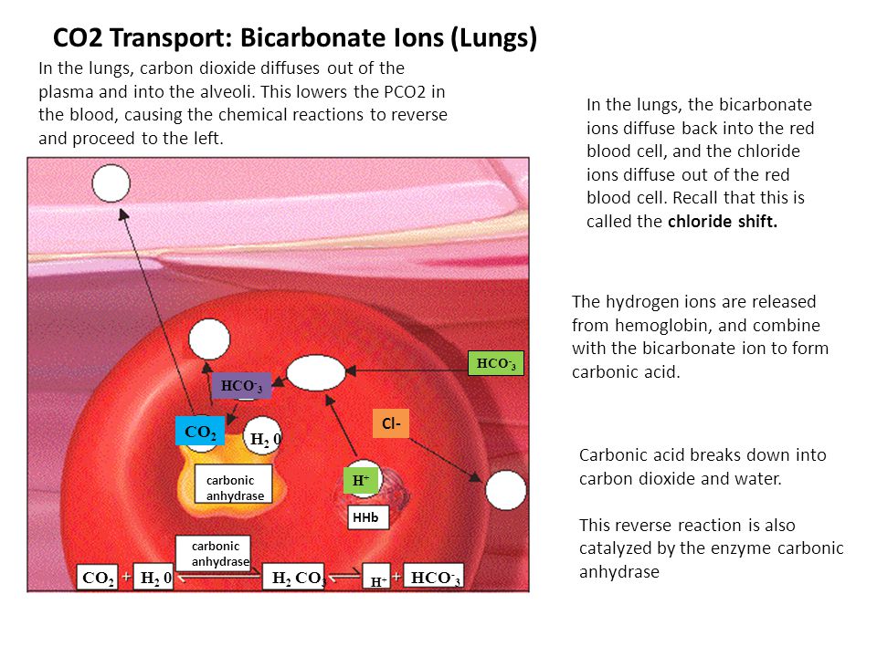 CO2 Transport: Bicarbonate Ions (Lungs) In the lungs, carbon dioxide diffuses out of the plasma and into the alveoli.