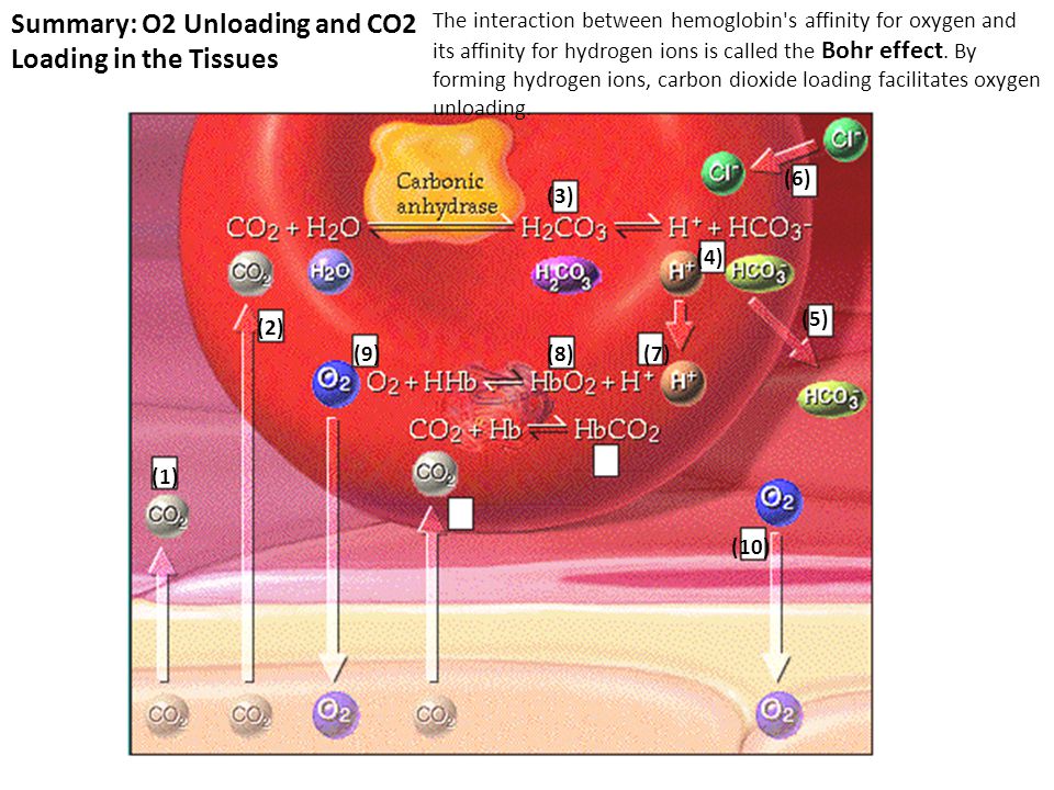 Summary: O2 Unloading and CO2 Loading in the Tissues (1) (2) (3) (4) (5) (6) (7)(8)(9) The interaction between hemoglobin s affinity for oxygen and its affinity for hydrogen ions is called the Bohr effect.