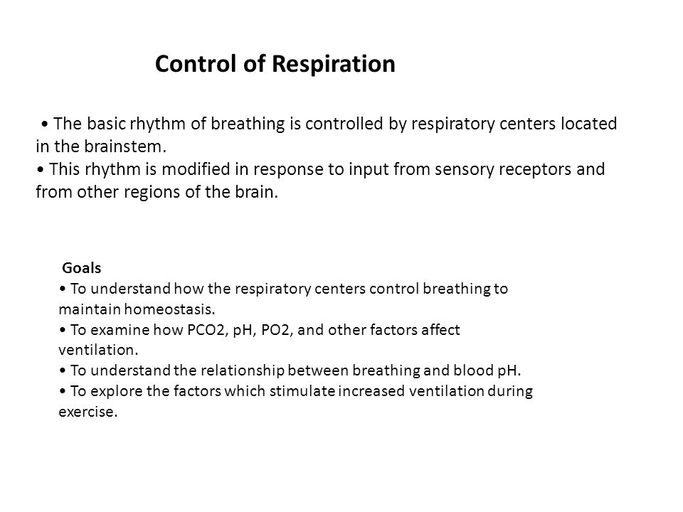 Control of Respiration The basic rhythm of breathing is controlled by respiratory centers located in the brainstem.