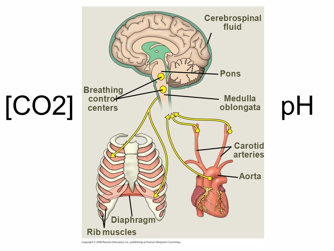 Breathing control centers Cerebrospinal fluid Pons Medulla oblongata Carotid arteries Aorta Diaphragm Rib muscles [CO2]pH