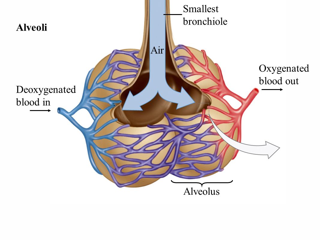 Alveoli Air Deoxygenated blood in Oxygenated blood out Smallest bronchiole Alveolus