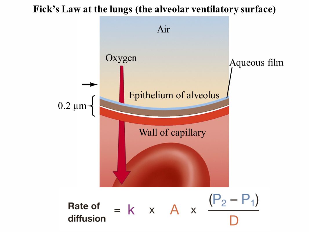 Fick’s Law at the lungs (the alveolar ventilatory surface) Air Oxygen 0.2 µm Blood Epithelium of alveolus Wall of capillary Aqueous film