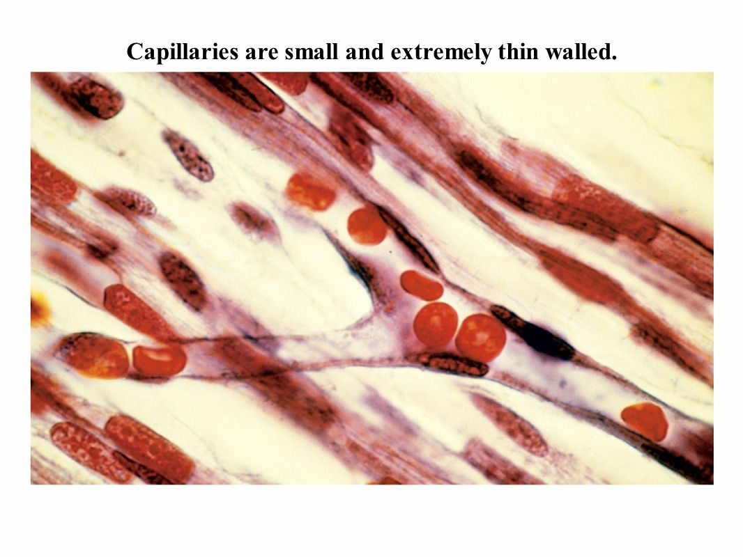 Capillaries are small and extremely thin walled.