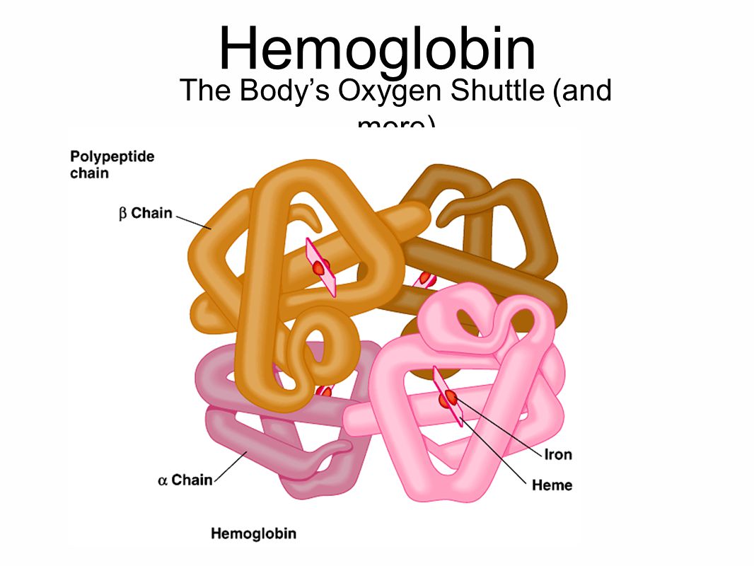 Hemoglobin The Body’s Oxygen Shuttle (and more)