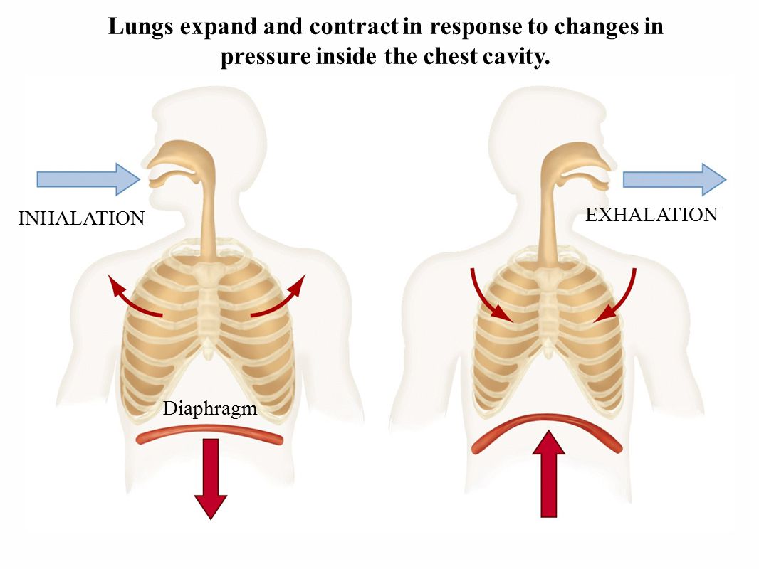 Lungs expand and contract in response to changes in pressure inside the chest cavity.