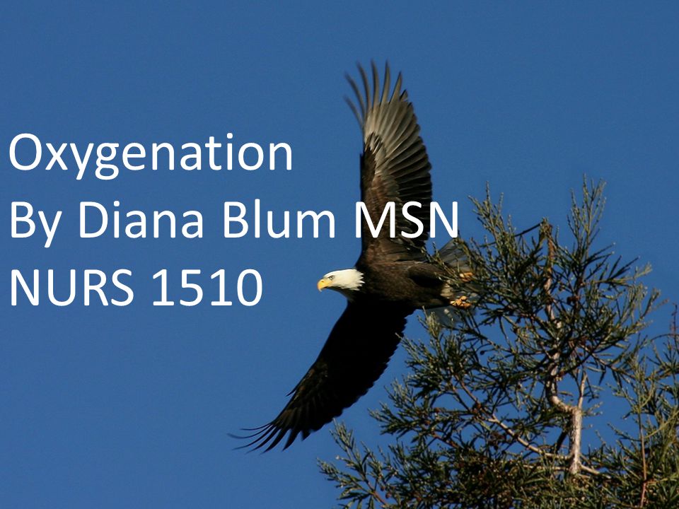 Oxygenation By Diana Blum MSN NURS 1510