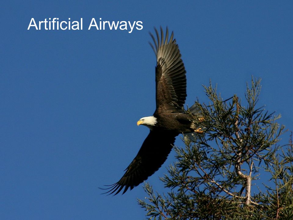 Artificial Airways