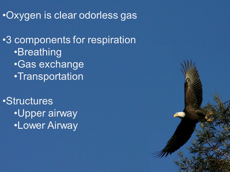 Oxygen is clear odorless gas 3 components for respiration Breathing Gas exchange Transportation Structures Upper airway Lower Airway