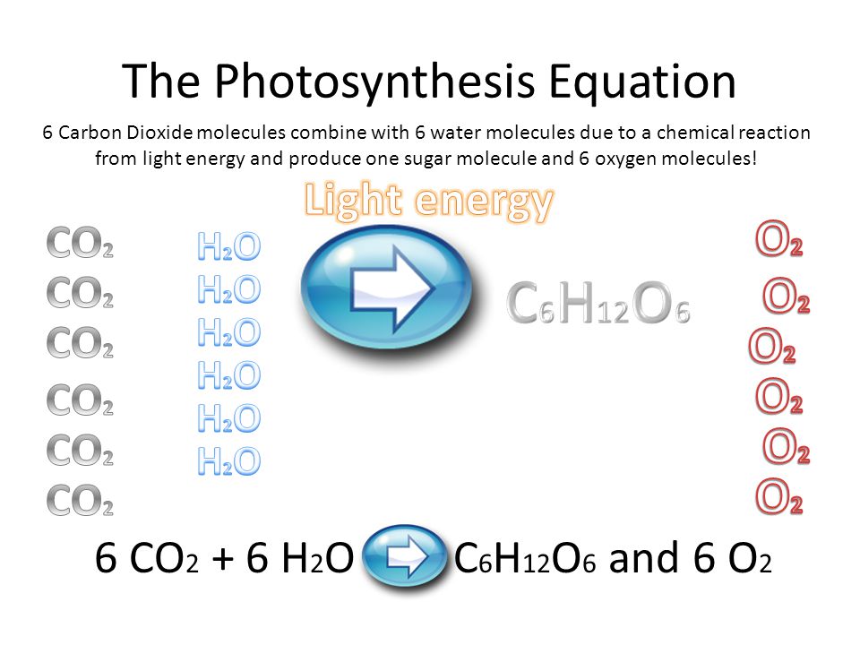 cell processes and energy ppt video online download water and carbon dioxide combine to form