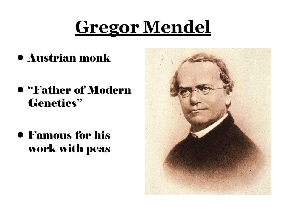 Image result for gregor mendel cross pollination