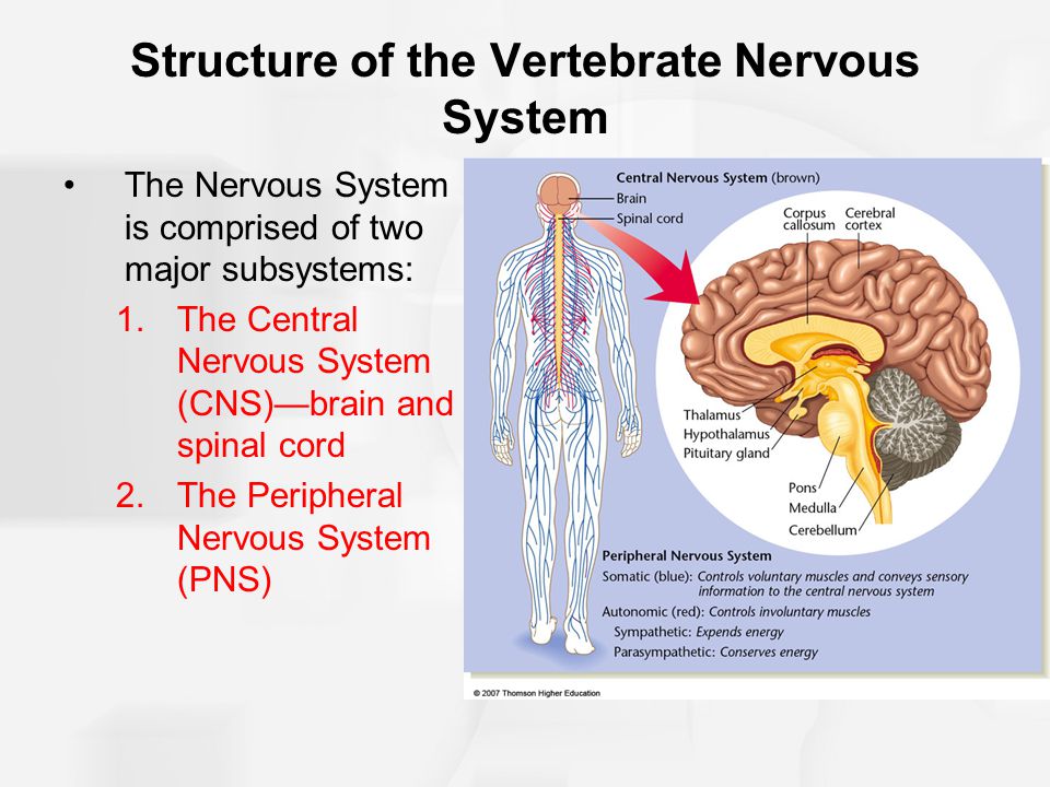 nervous system powerpoint