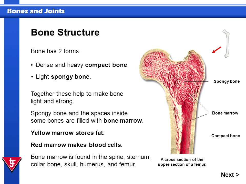 Red bone