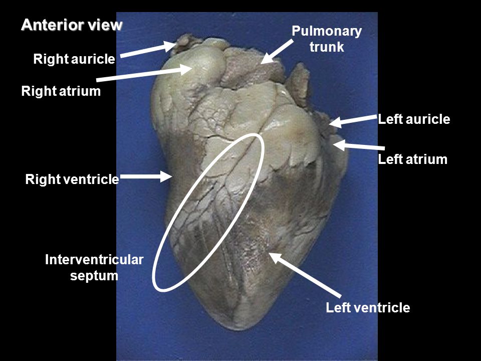 Worksheets Sheep Heart Dissection Lab sheep heart dissection safety reminders scalpels are very right ventricle atrium left auricle pulmonary trunk interventricular septum