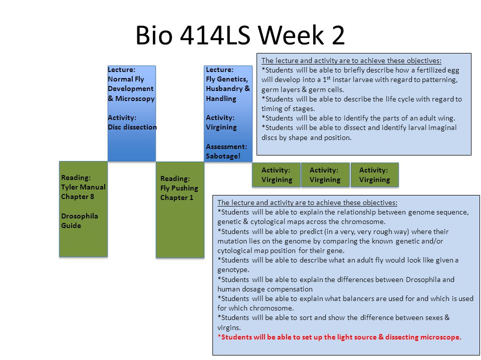 Bio 414LS Week 2 Lecture: Normal Fly Development & Microscopy Activity: Disc dissection Lecture: Fly Genetics, Husbandry & Handling Activity: Virgining Assessment: Sabotage.