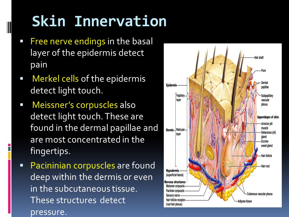 skin and dermal papillae To investigate the possibility of hair follicle reformation induced by dermal papilla cells in vivo and in vitro dermal papilla cells, dermal sheath cells obtained from human scalp skin by enzyme. skin and dermal papillae To investigate the possibility of hair follicle reformation induced by dermal papilla cells in vivo and in vitro dermal papilla cells, dermal sheath cells obtained from human scalp skin by enzyme.
