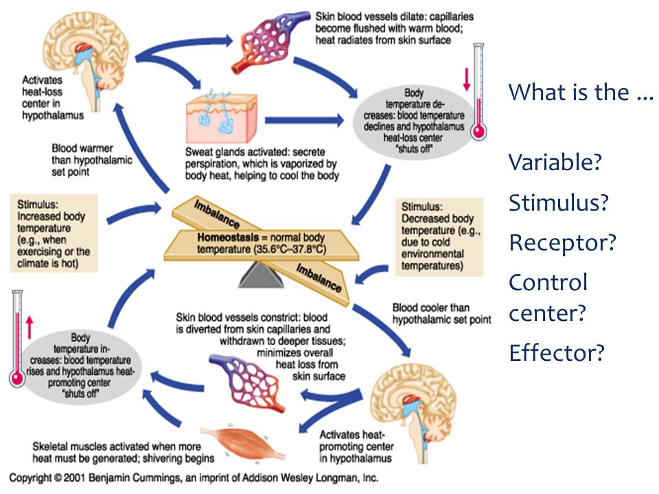 Heart rate and homeostasis
