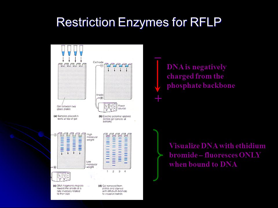 _ + DNA is negatively charged from the phosphate backbone Visualize DNA with ethidium bromide – fluoresces ONLY when bound to DNA Restriction Enzymes for RFLP