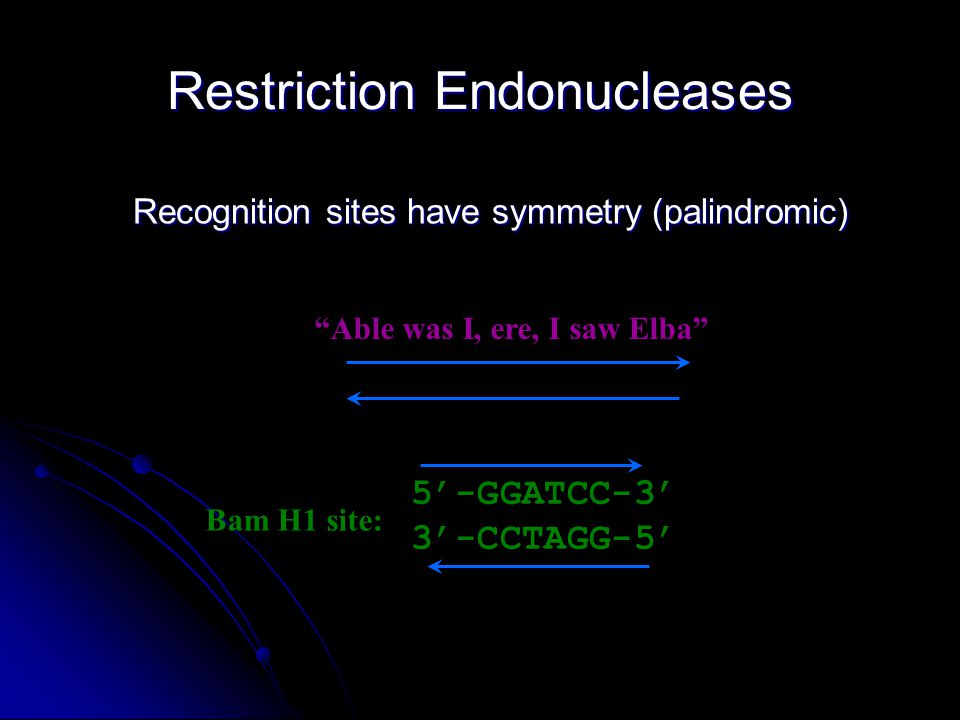 Restriction Endonucleases Recognition sites have symmetry (palindromic) Able was I, ere, I saw Elba Bam H1 site: 5’-GGATCC-3’ 3’-CCTAGG-5’