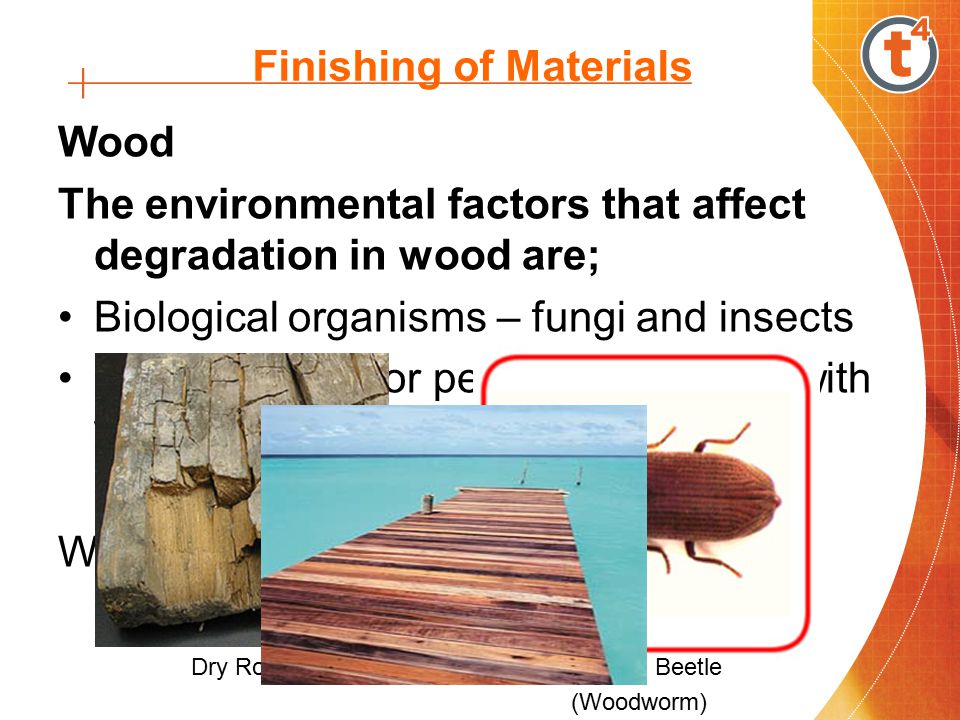 Finishing of Materials Wood The environmental factors that affect degradation in wood are; Biological organisms – fungi and insects Risk of wetting or permanent contact with water Wood is susceptible to attack when the moisture content exceeds 20% Dry Rot Furniture Beetle (Woodworm)