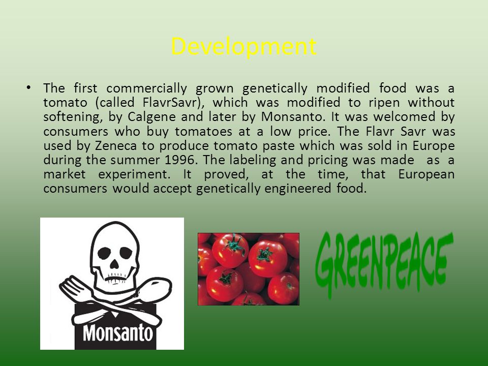 Development The first commercially grown genetically modified food was a tomato (called FlavrSavr), which was modified to ripen without softening, by Calgene and later by Monsanto.
