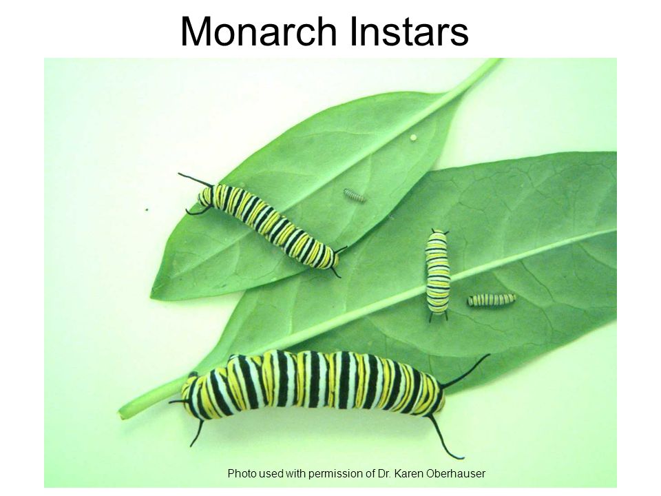 Monarch Instars Photo used with permission of Dr. Karen Oberhauser