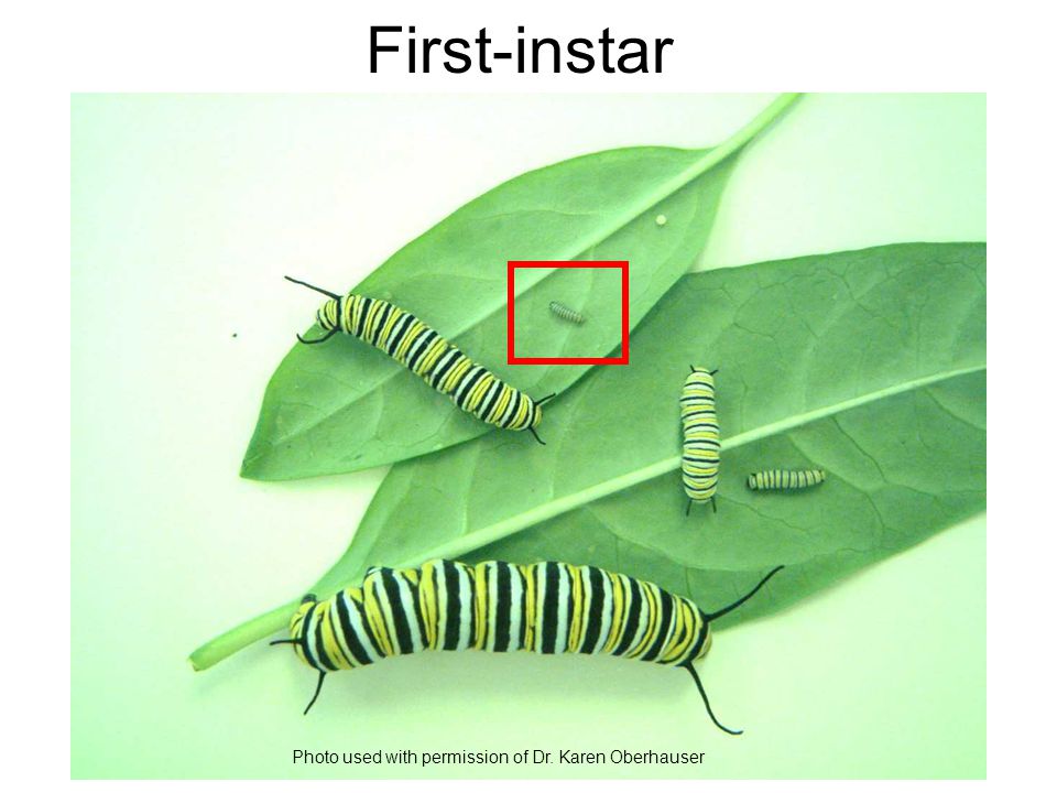 First-instar Photo used with permission of Dr. Karen Oberhauser