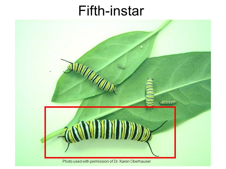 Fifth-instar Photo used with permission of Dr. Karen Oberhauser