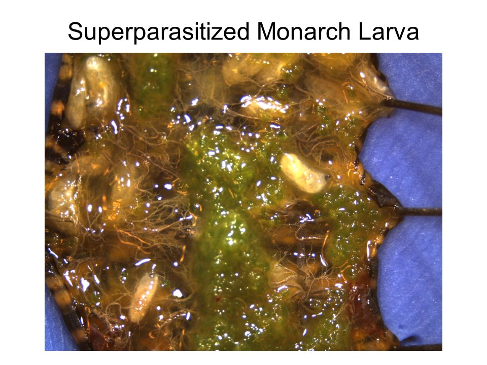 Superparasitized Monarch Larva