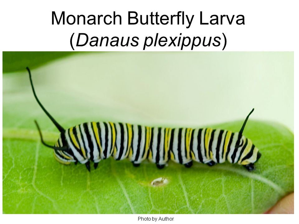 Monarch Butterfly Larva (Danaus plexippus) Photo by Author