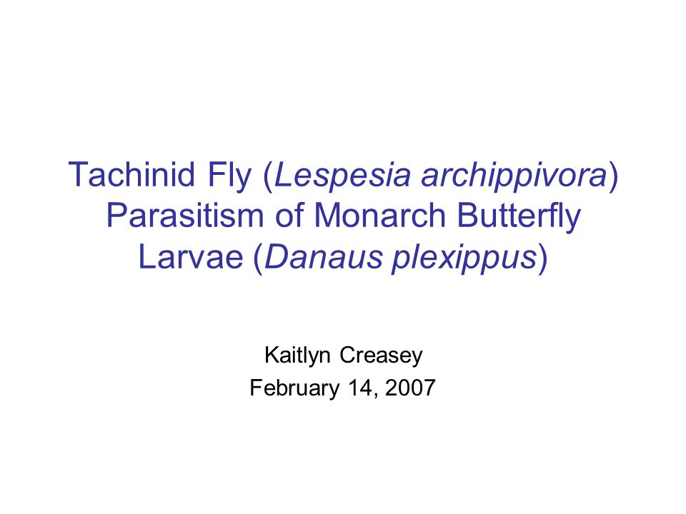 Tachinid Fly (Lespesia archippivora) Parasitism of Monarch Butterfly Larvae (Danaus plexippus) Kaitlyn Creasey February 14, 2007