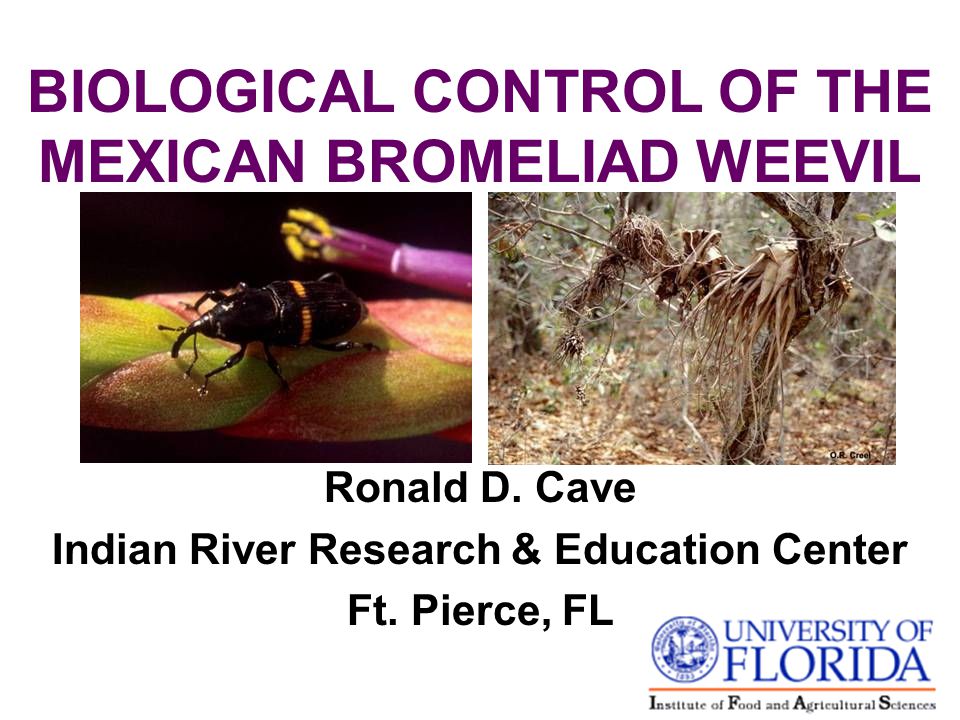 BIOLOGICAL CONTROL OF THE MEXICAN BROMELIAD WEEVIL Ronald D.