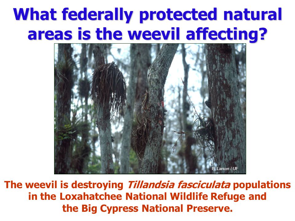 What federally protected natural areas is the weevil affecting.