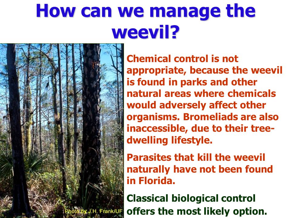 Chemical control is not appropriate, because the weevil is found in parks and other natural areas where chemicals would adversely affect other organisms.
