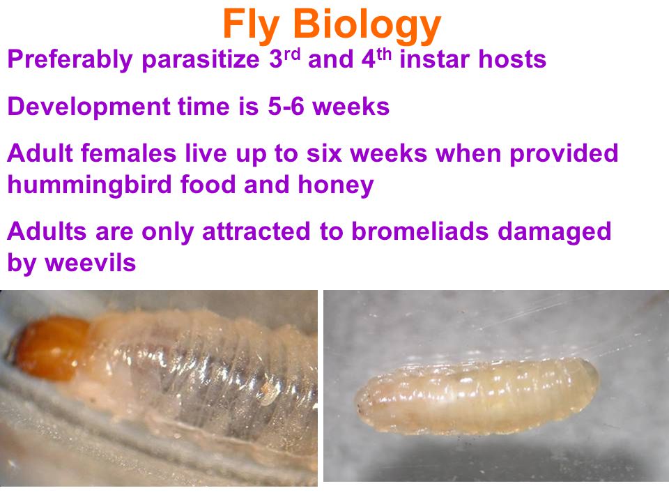 Fly Biology Preferably parasitize 3 rd and 4 th instar hosts Development time is 5-6 weeks Adult females live up to six weeks when provided hummingbird food and honey Adults are only attracted to bromeliads damaged by weevils