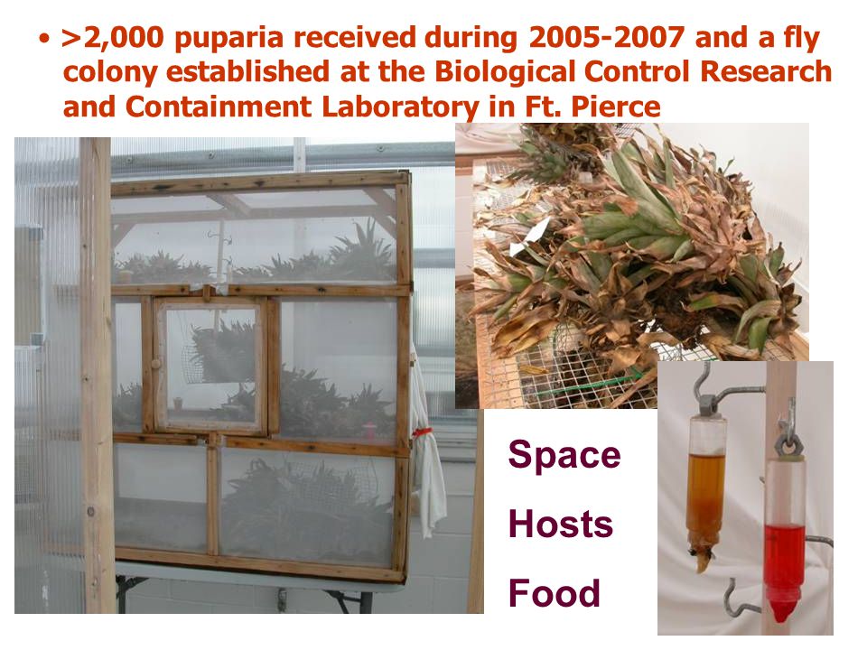 >2,000 puparia received during and a fly colony established at the Biological Control Research and Containment Laboratory in Ft.