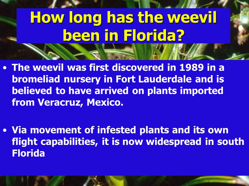 How long has the weevil been in Florida.
