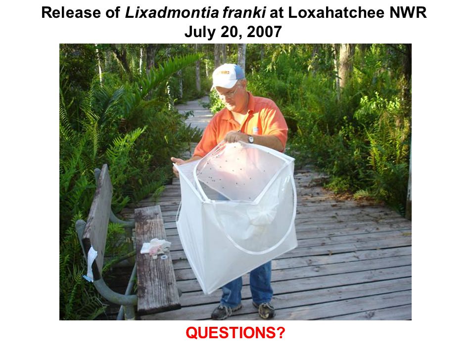 QUESTIONS Release of Lixadmontia franki at Loxahatchee NWR July 20, 2007