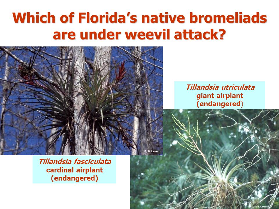 Which of Florida’s native bromeliads are under weevil attack.