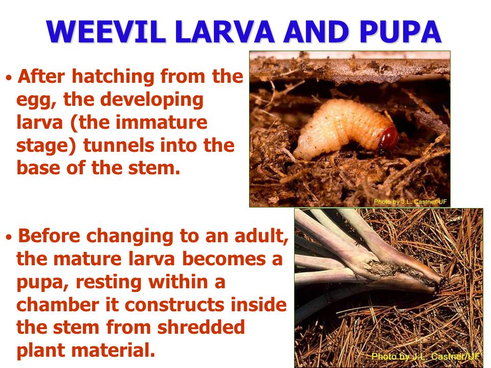 After hatching from the egg, the developing larva (the immature stage) tunnels into the base of the stem.