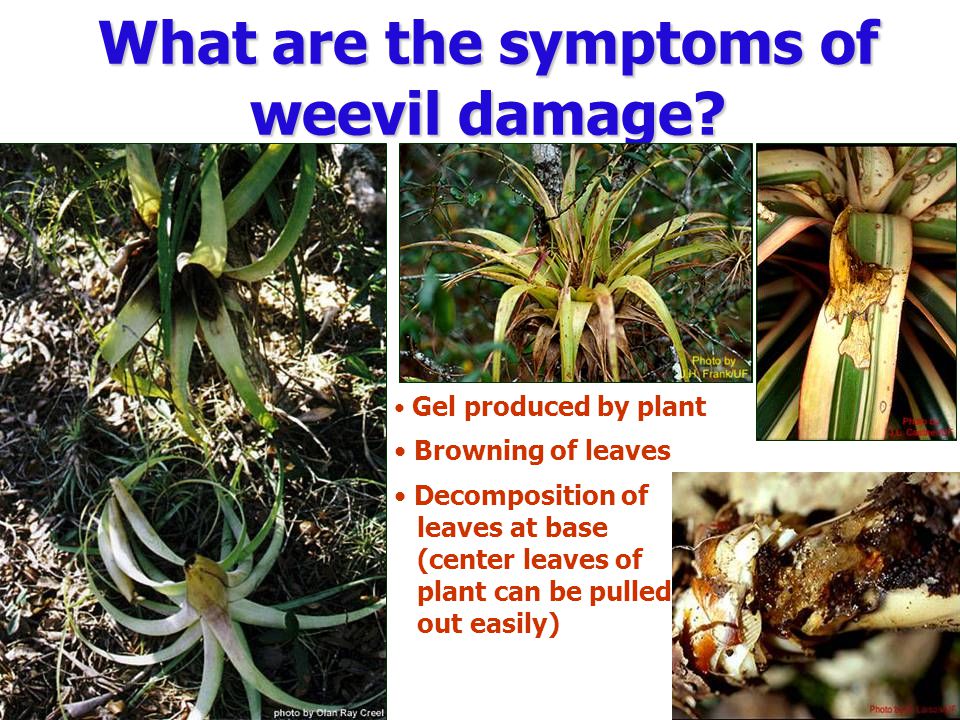 What are the symptoms of weevil damage.