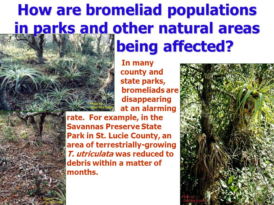 How are bromeliad populations in parks and other natural areas being affected.