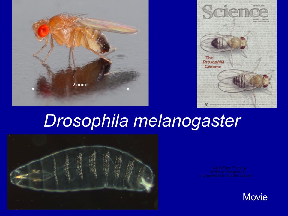 Drosophila melanogaster 2.5mm Movie